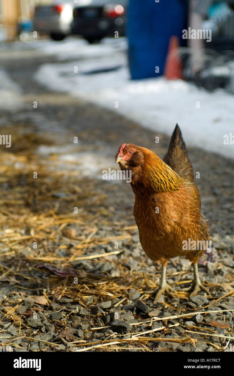 Descubre el Misterio detrás de la Ruta del Pollo en España - overview